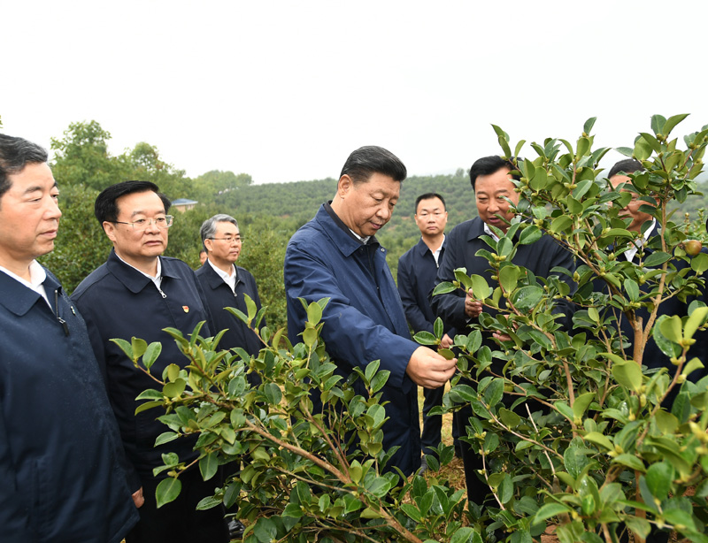 　　9月16日至18日，中共中央總書記、國家主席、中央軍委主席習(xí)近平在河南考察。這是17日上午，習(xí)近平來到信陽市光山縣槐店鄉(xiāng)司馬光油茶園，實(shí)地察看油茶樹種植和掛果情況。新華社記者 謝環(huán)馳 攝